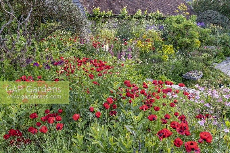 View of Papaver commutatum 'Ladybird' flowering amongst other annual, biennial and perennial plants in an informal country cottage garden border  in Summer - May