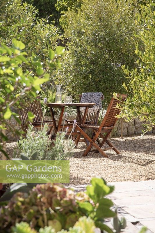 Gravel courtyard planted with wild olive trees Olea europaea africana