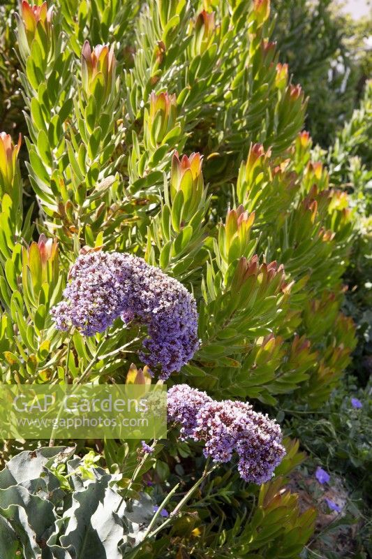 Leucadendron conebush and Limonium latifolium sea lavender 