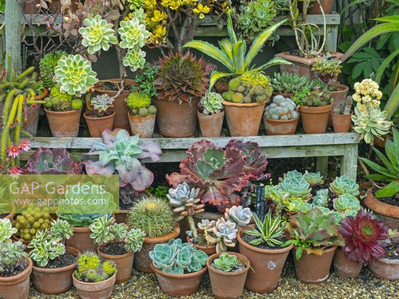 Collection of succulents and cacti display  East Ruston Old Vicarage Norfolk June