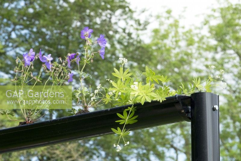 Geraniums growing in reused black rainpipes with special watersystem.