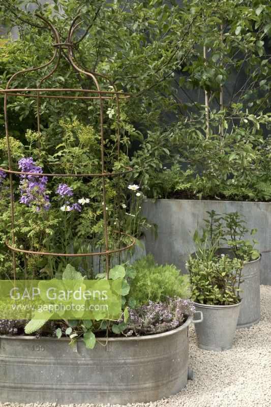 Herbs , fruit and vegetables growing in reclaimed galvanised containers