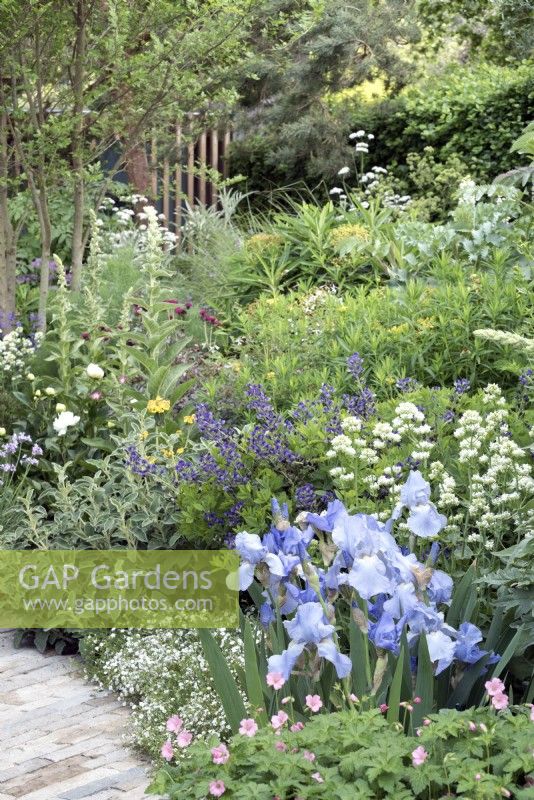 Pathway through blue and silver flower and foliage herbaceous perennial border