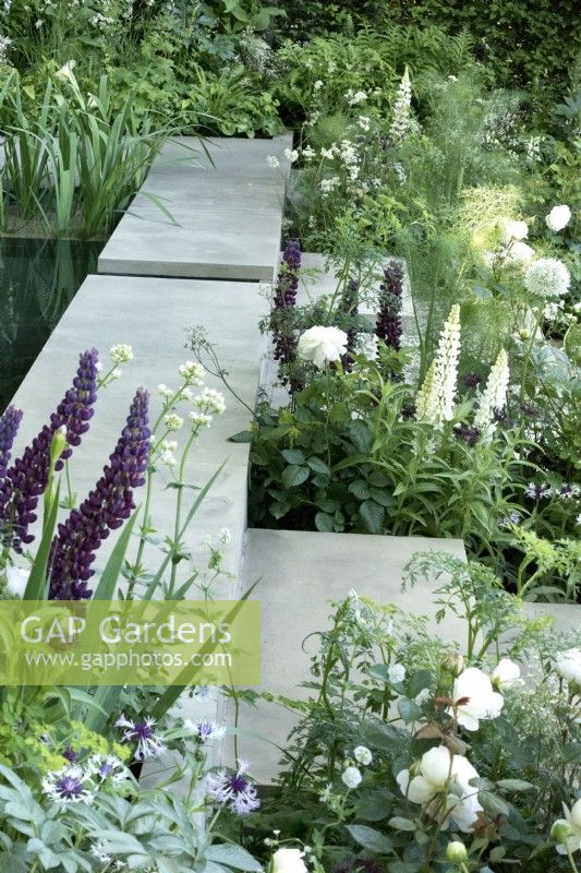 Clean cut stepping stone over water rill with white, green and purple planting