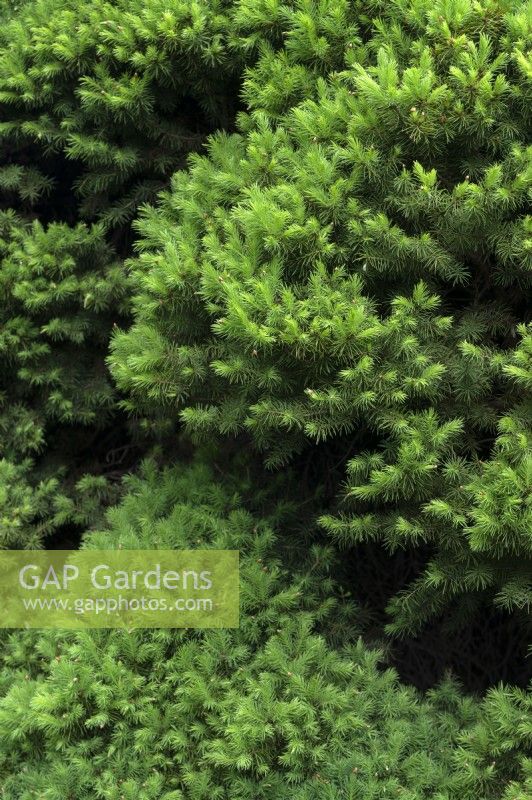 Picea glauca voss 'Conica' white spruce