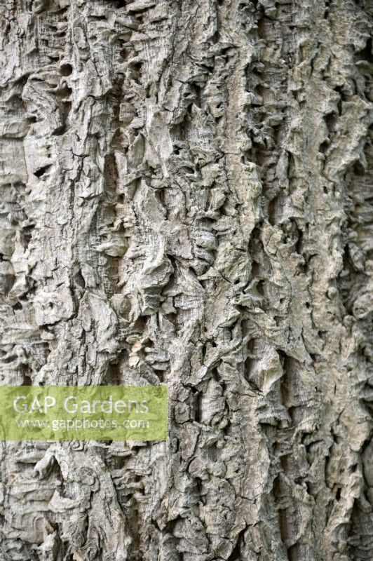 Phellodendron amurense Amur cork tree bark.