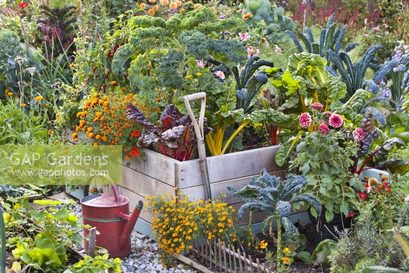 Organic kitchen garden with raised bed, watering can and garden fork in October. Plants in bed are Swiss chard, Brassica oleracea - curly kale, Tagetes patula, Tagetes tenuifolia, Dahlia and Capsicum annuum.