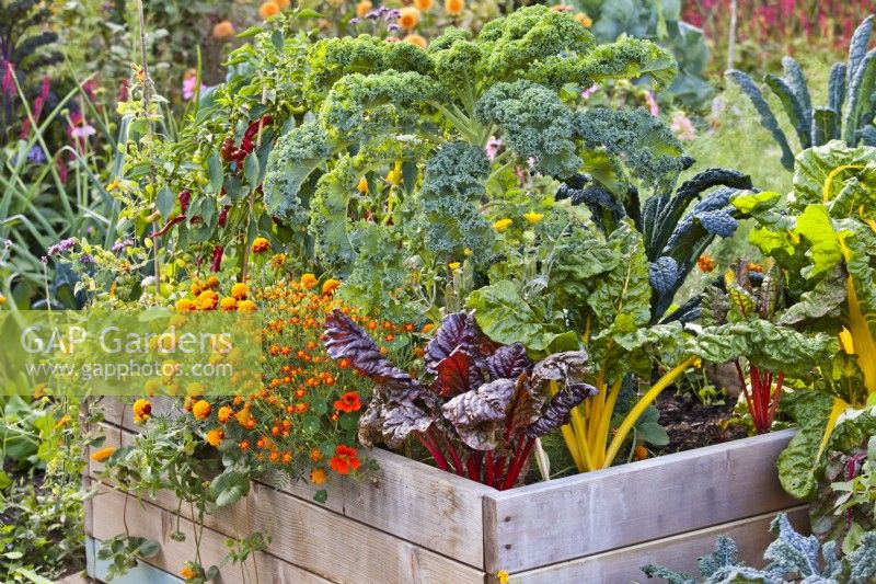 Organic kitchen garden with raised bed. Plants in bed are Swiss chard, Brassica oleracea - curly kale, Tropaeolum majus, Tagetes patula and Tagetes tenuifolia.