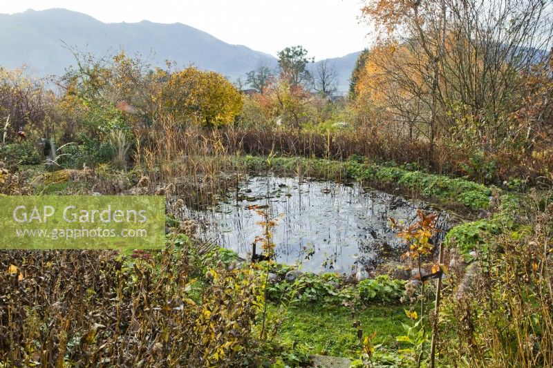 Natural pond with marginal plants and mixed borders.
