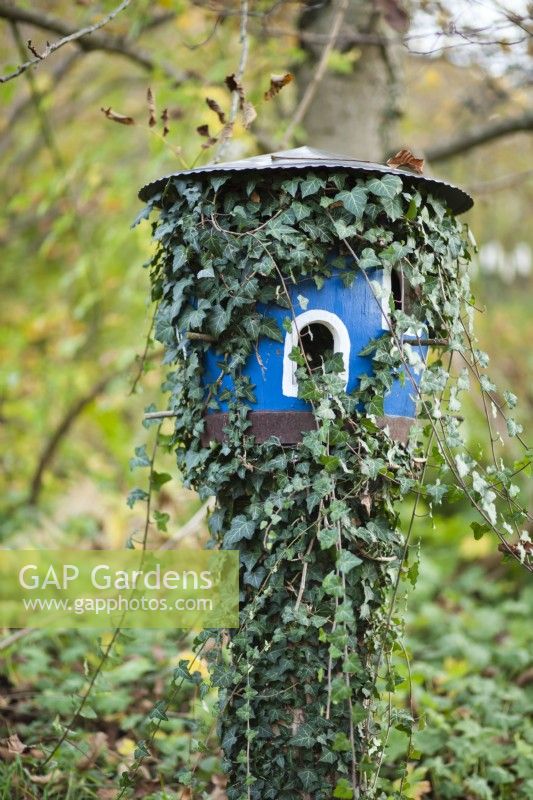 Bird house covered with Hedera.