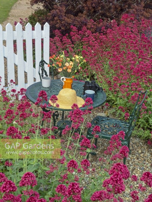 Centranthus ruber Red Valerian and garden still life with metal table and chairs