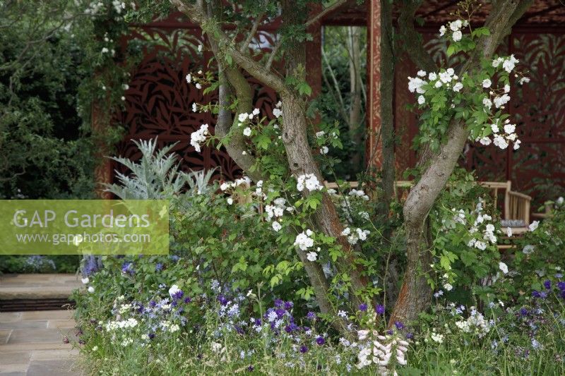In the Morris  and  Co. Garden, Rosa banksiae 'Alba Plena' climbs around a hawthorn tree - Designer: Ruth Willmott - Sponsor: Morris  and  Co.
