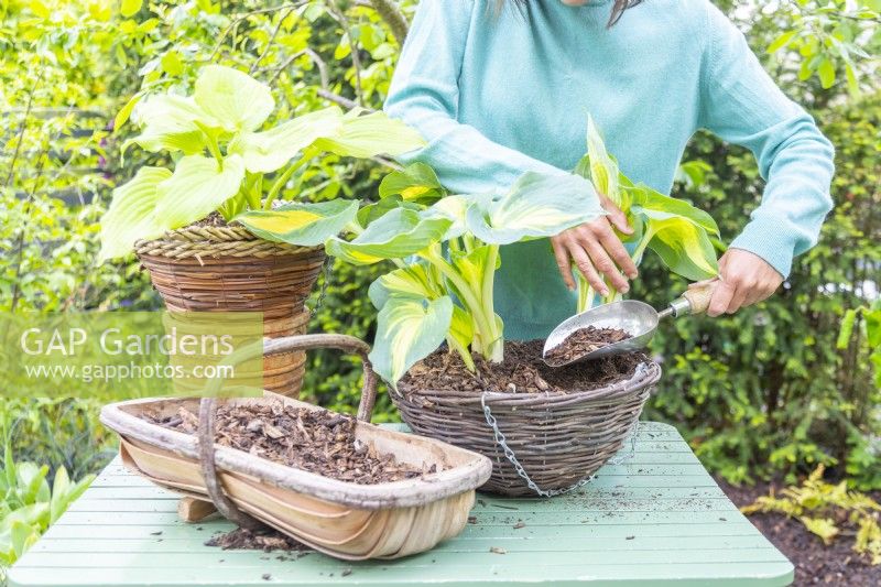 Woman placing mulch over compost in hanging basket