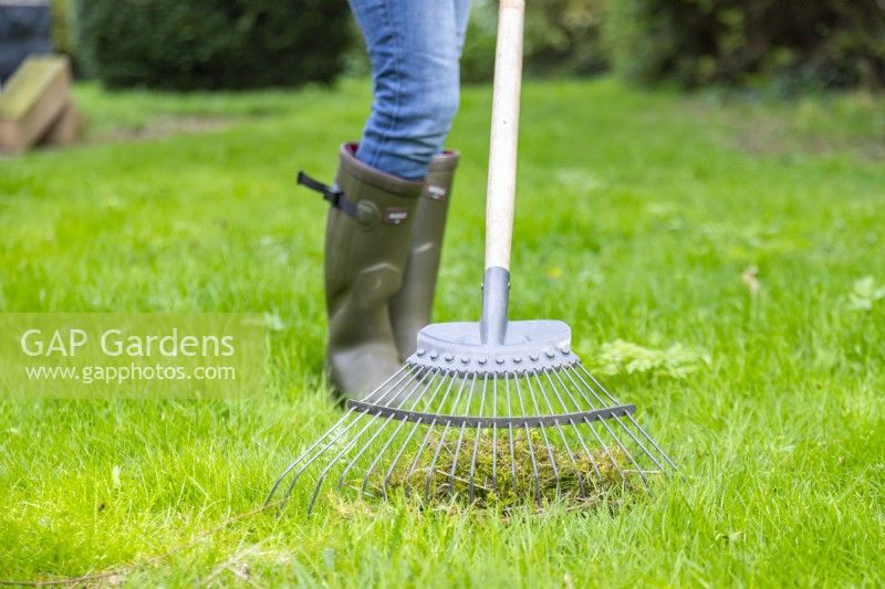 Woman scarifying lawn to remove moss