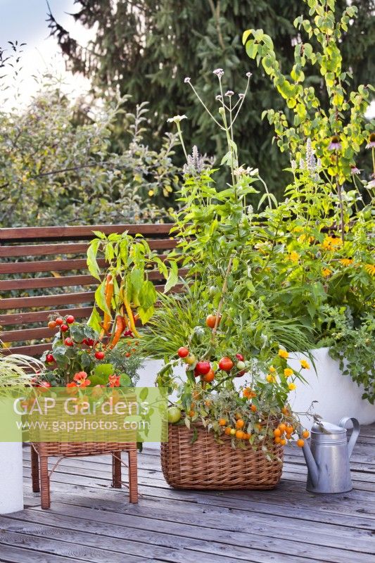 Container grown tomatoes, peppers and nasturtium on roof terrace.