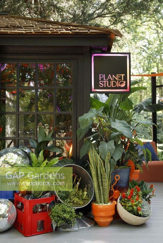 Display of houseplants in pots outside the Planet Studio, including Sanseviera trifasciata laurentii, Colocasia and Sarracenia leucophylla - Designer: James Whiting - Sponsor: Malvern Garden Buildings.