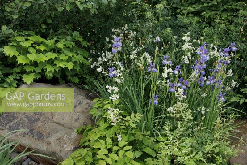 View of the planting by a large boulder in The Place2Be Securing Tomorrow Garden, it includes Iris x robusta 'Gerald Darby' and Luzula nivea - Designer: Jamie Butterworth - Sponsor: Sarasin   and  Partners