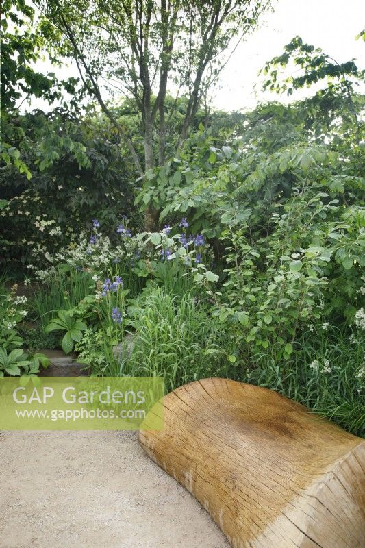 A sunken area with a bespoke oak sculpted seat has been created in The Place2Be Securing Tomorrow Garden, it is planted with a woodland style planting - Designer: Jamie Butterworth - Sponsor: Sarasin  and  Partners.