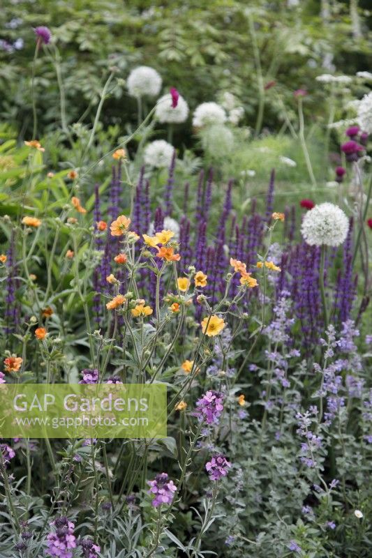 Geum 'Totally Tangerine' and Erysimum 'Bowles Mauve' in the BBC Studios Our Green Planet and RHS Bee Garden - Designer: Joe Swift.