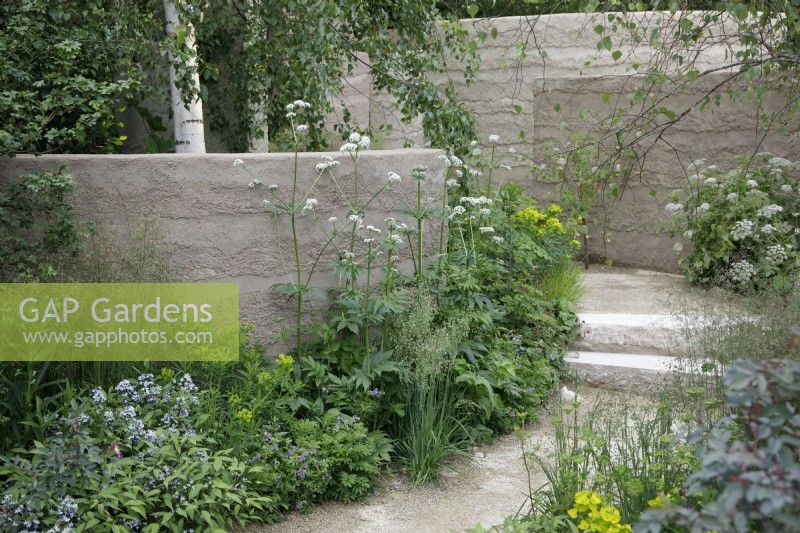 The planting by this clay rendered wall includes Valeriana officinalis, Briza media and Amsonia illustris in The Mind Garden - Designer: Andy Sturgeon - Sponsor: Project Giving Back.