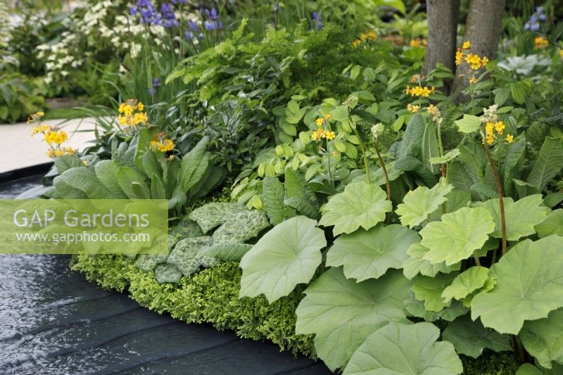 Close to a flowing water feature, the planting includes Darmera, Primula bulleyana, Podophyllum 'Spotty Dotty' and Rodgersia nepalis; Selaginella kraussiana 'Gold Tips' provide ground cover in The Boodles Travel Garden - Designer: Thomas Hoblyn - Sponsor: Boodles.