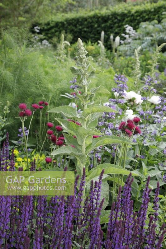 Verbascum in bud planted with Cirsium rivulare 'Atropurpureum' and Salvia 'Caradonna' in The RNLI Garden - Designer: Chris Beardshaw - Sponsor: Project Giving Back -