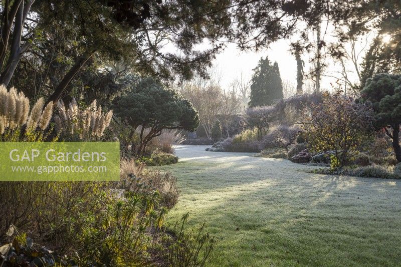 Morning sunlight and frost in Foggy Bottom garden, with Cortaderia selloana 'Pumila' and Pinus sylvestris 'Lodge Hill' - November

Designed by Adrian Bloom, The Bressingham Gardens, Norfolk