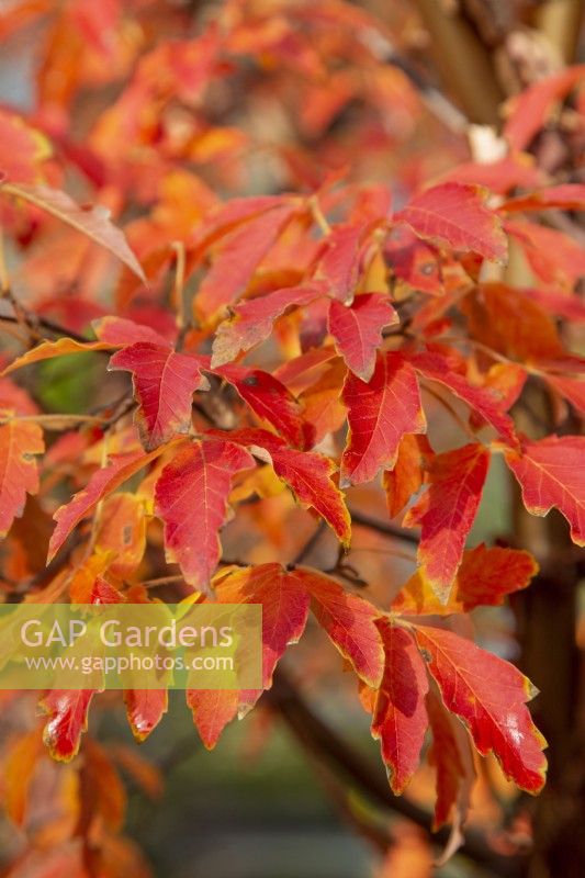 Acer griseum - paperbark maple - November