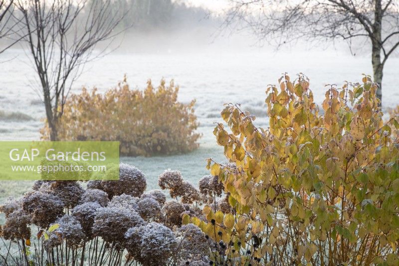 Hydrangea arborescens 'Annabelle' and Cornus sanguinea 'Midwinter Fire' in frost with fog beyond - November

Gap Meadow, The Bressingham Gardens, Norfolk, designed by Adrian Bloom