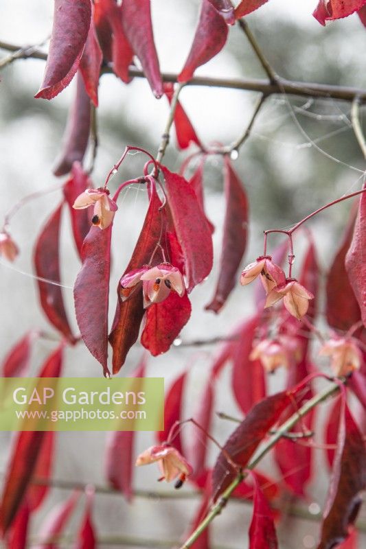Euonymus carnosus 'Red Wine' berries - November