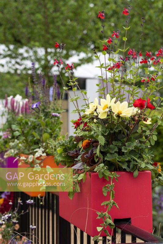 Pink, orange and purple containers slotted onto the railings of a balcony.  Plants include: Salvia microphylla 'Bordeaux', Tagetes patula, Pelargonia sp, and Dahlias on The Cirrus Garden, designer: Jason Williams