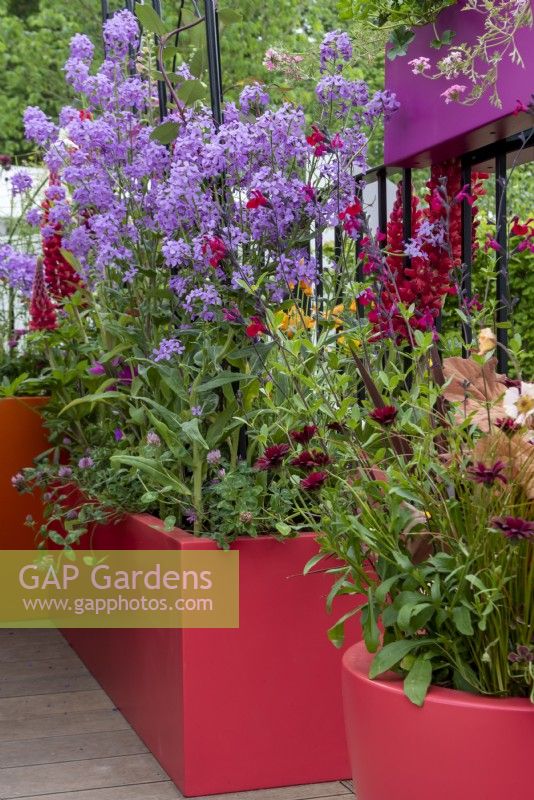 Osteospermum 'Serenity Red', Salvia 'Bordeaux', Hesperis matronalis and Lupinus 'Towering Inferno' growing in in colourful containers on a balcony. The Cirrus Garden, designer: Jason Williams