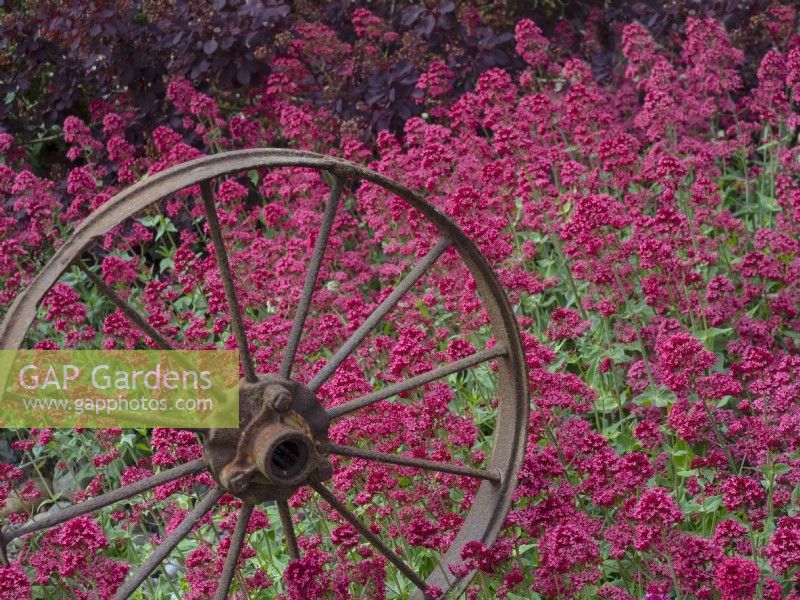 Centranthus ruber - Red Valerian and metal cart wheel ornament