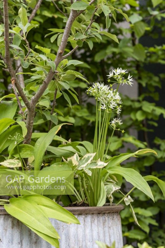 Allium ursinum, growing beneath Malus evereste. The Wild Kitchen Garden. Designer: Ann Treneman