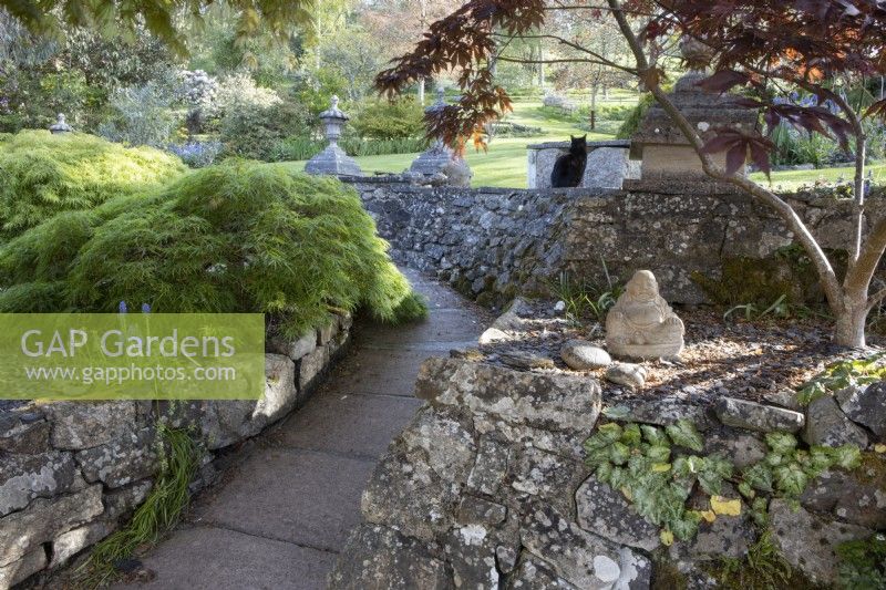 A stone path leads up a small slope between two acers and a low growing acer on left towards steps up to the main  garden. A black cat sits on the wall and a stone buddha sits on the right of the path. NGS Devon garden, Whitstone Farm. Spring.