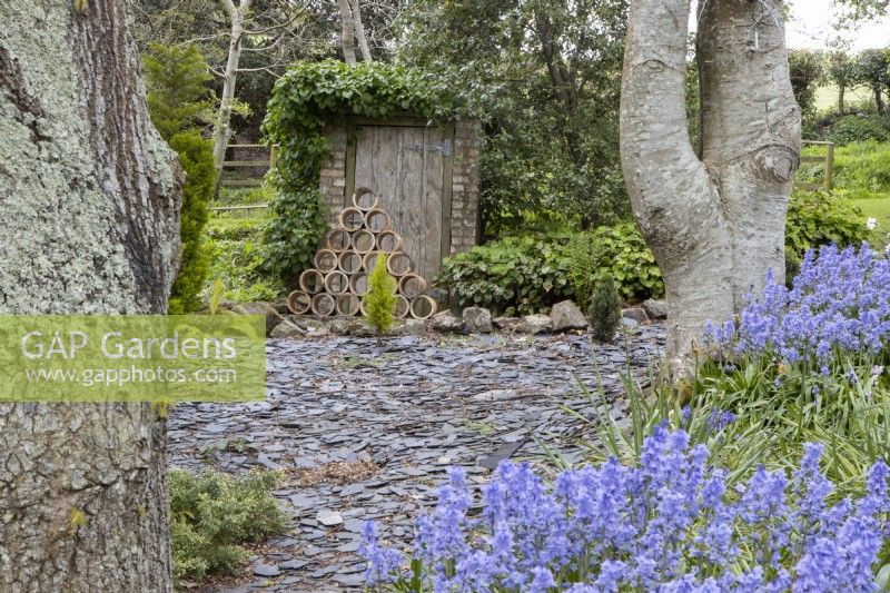 Bluebells, Hyacinthoides non-scripta, flower in the foreground while an old shed becomes a focal pint with a homemade sculpture of old mains pipes in front of it and old, broken slates are used as a weed suppressor. Whitstone Farm, NGS Devon garden. Spring. 
