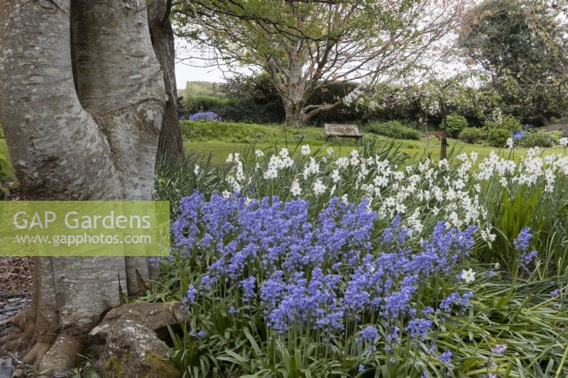 Bluebells, Hyacinthoides non-scripta and narcissus, unknown variety bloom next to the trunk of a tree in an informal woodland country garden. Whitstone Farm, NGS Devon garden. Spring. 