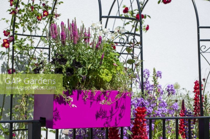Pink balcony planter with Veronica 'Pink Potion' and white Aquilegia - The Cirrus Garden, RHS Chelsea Flower Show 2022