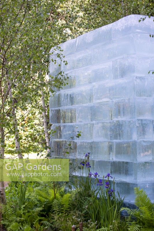 Ice blocks surrounded by Betula pendula, Matteuccia struthopteris and Iris sibirica -  The Plantsman's Ice Garden, RHS Chelsea Flower Show 2022