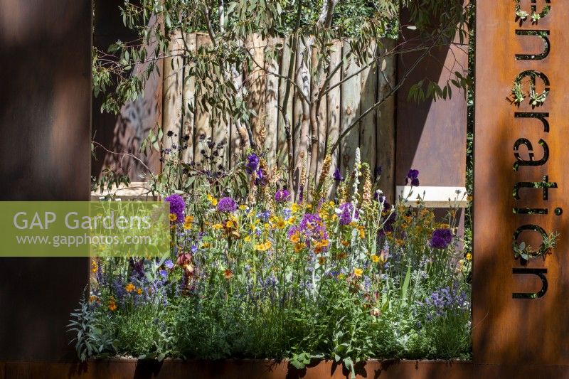 Colourful planting of Allium, Geum, Iris and Verbascum under a Eucalyptus tree, surrounded by Corten Steel arches by Ian Thackray - The Body Shop Garden, RHS Chelsea Flower Show 2022