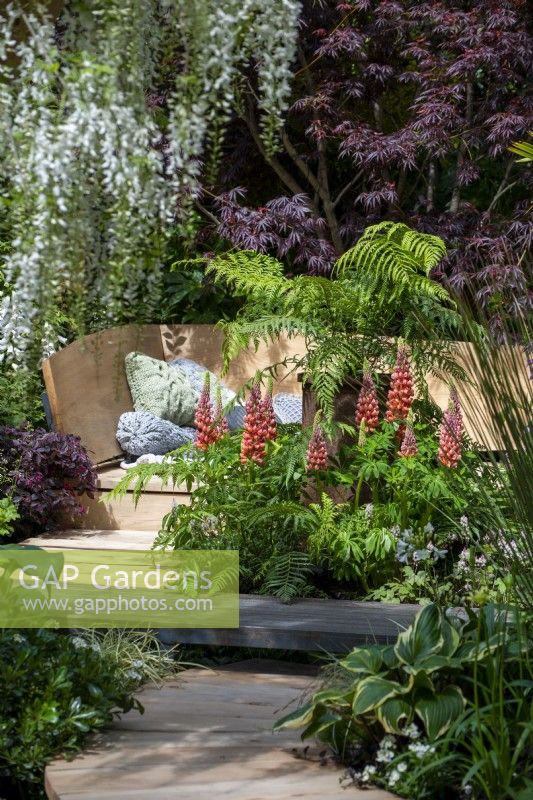 Lupinus 'Towering Inferno' with Dicksonia antarctica and Acer palmatum 'Osakazuki' behind - Kingston Maurward, The Space Within Garden, RHS Chelsea Flower Show 2022