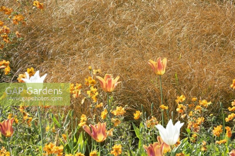 Orange grasses and tulips. Plants combination designed by Jacqueline van der Kloet.