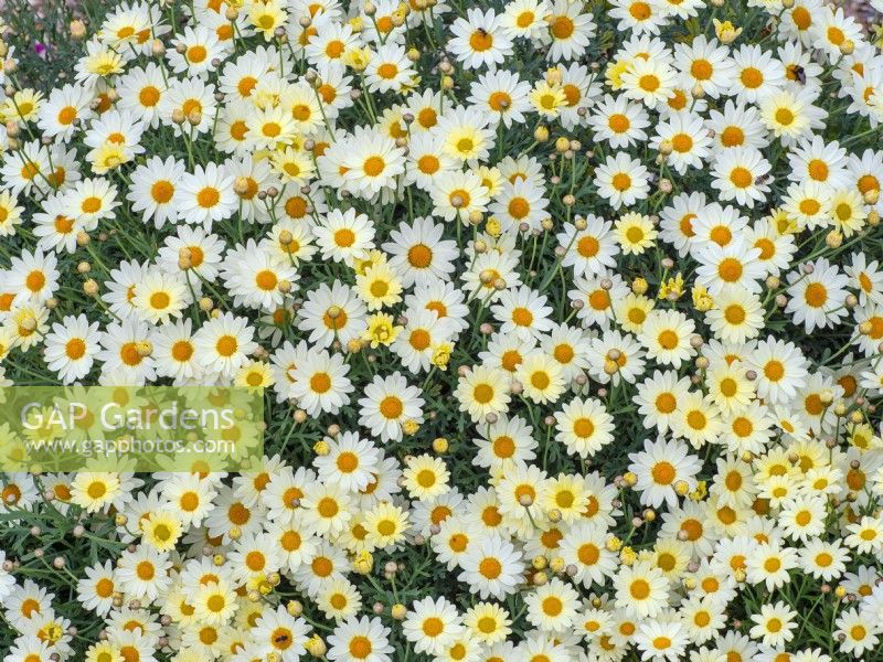 Argyranthemum frutescens, Paris daisy,  marguerite daisy, Norfolk June