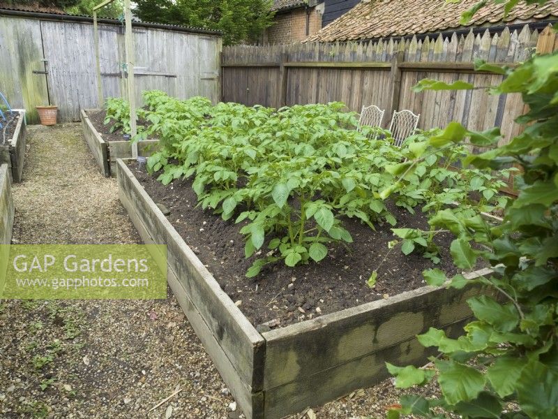 Growing potatoes in raised beds