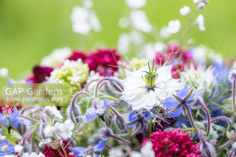 Bouquet containing Nigella 'Miss Jekyll', Lathyrus 'Beaujolais', Omphalodes 'Little Snow White', Borage - Borago officinalis, Red Valerian - Centranthus ruber and White Valerian - Centranthus ruber alba