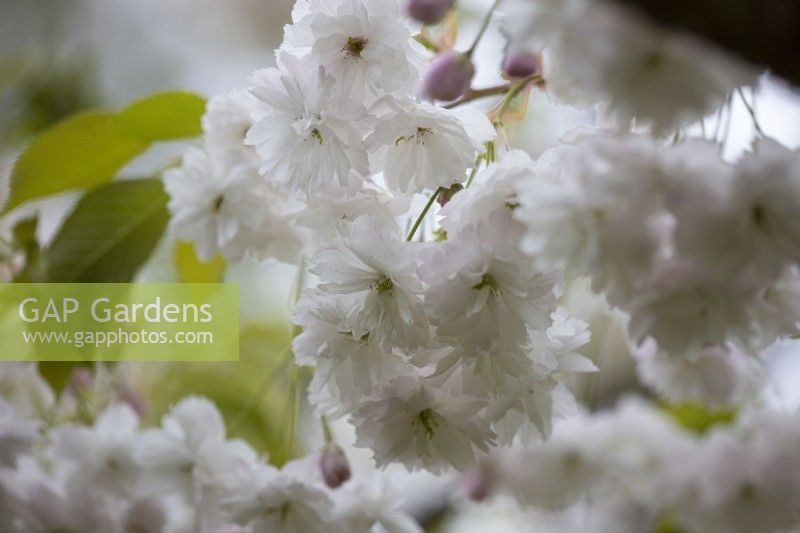 Blossom of Prunus Shirotae. Spring. 