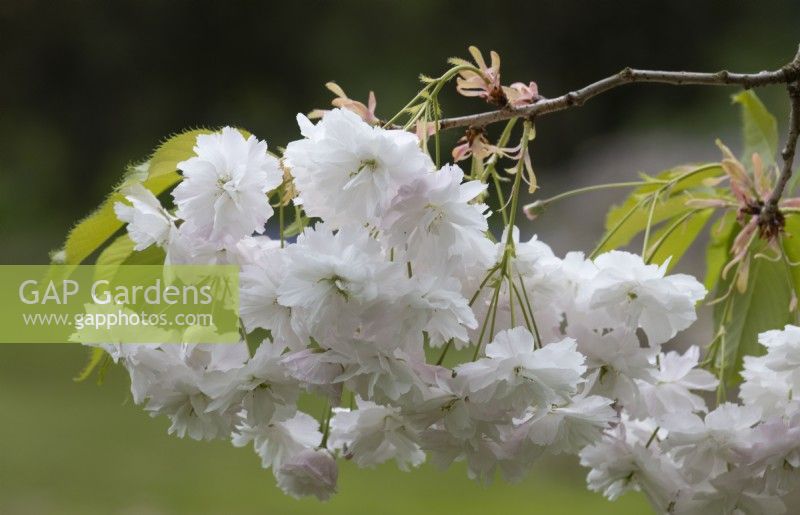 Blossom of Prunus Shirotae. Spring. 