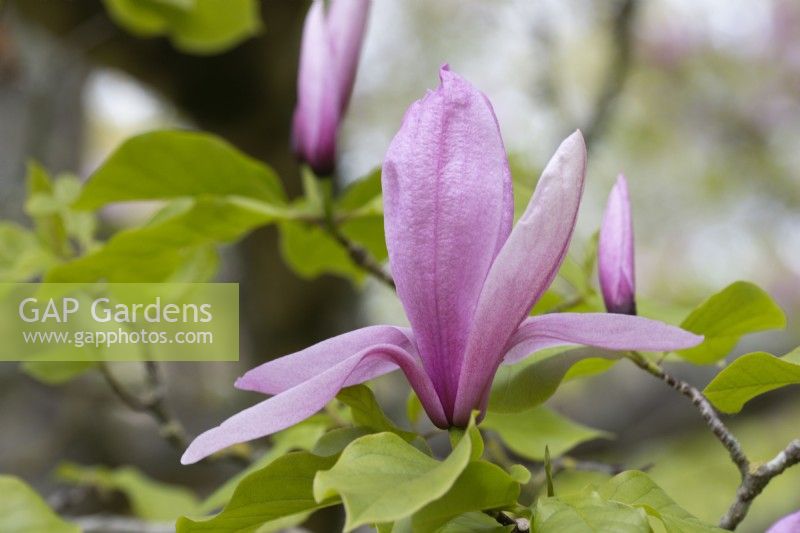 Detail of Magnolia 'Galaxy' flowers and foliage. Spring.