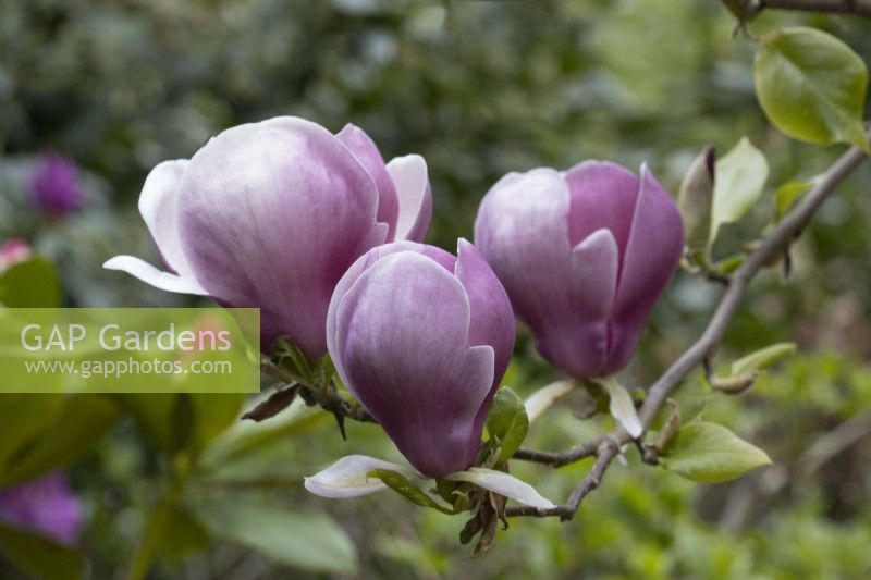 Detail of  Magnolia x soulangeana 'Lennei' flowers and foliage. Spring. 