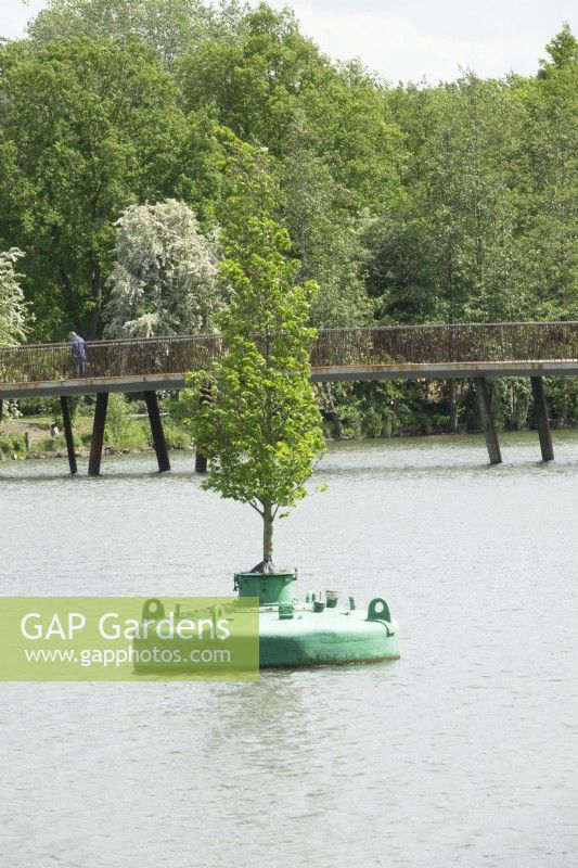 Floating tree in green container on lake.